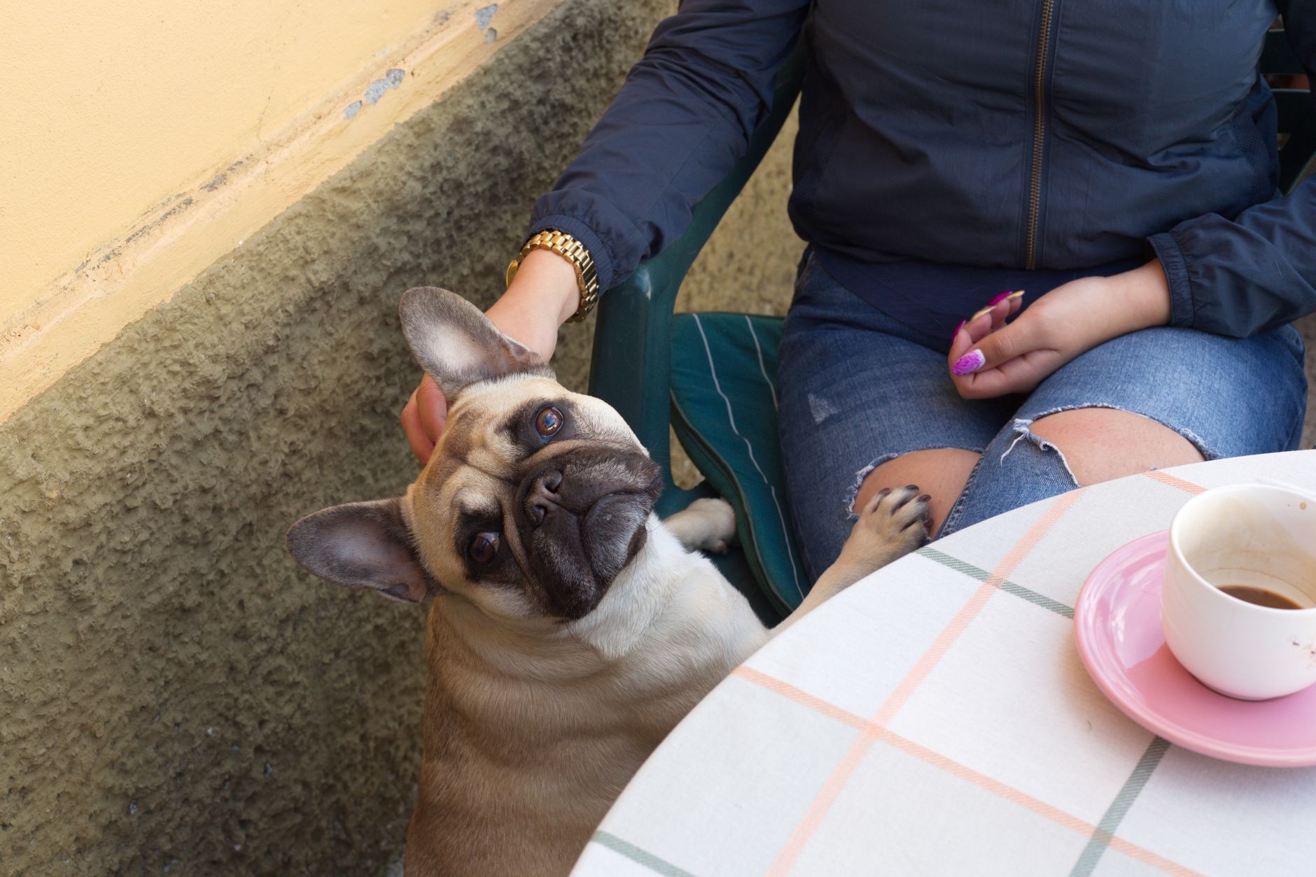法國鬥牛犬與主人在咖啡廳的戶外餐桌旁