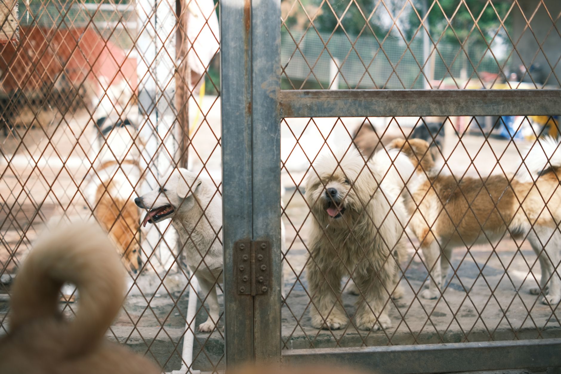 動物收容所圍欄後一群快樂的狗狗